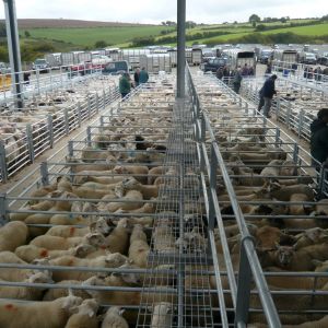 Crymych Sheep Market